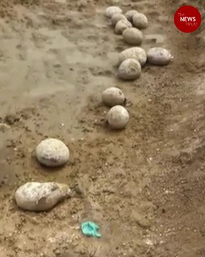 Dinosaur eggs in this Tamil Nadu district? Finding sparks debate