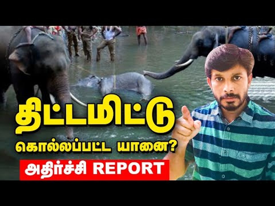 கொல்லப்பட்ட கேரளா யானை...மறைக்கப்பட்ட உண்மை! #elephantkerala