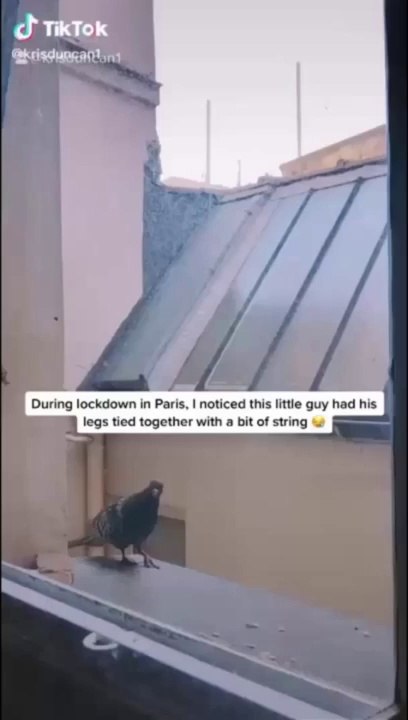 Hombre pasa semanas ganándose la confianza de una paloma que necesitaba un amigo