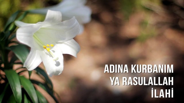 Müziksiz İlahiler - Adına Kurbanım Ya Rasulallah