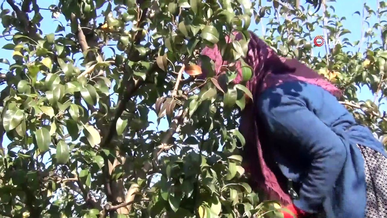 Deveci armudu dalında 3 liraya alıcı buluyor