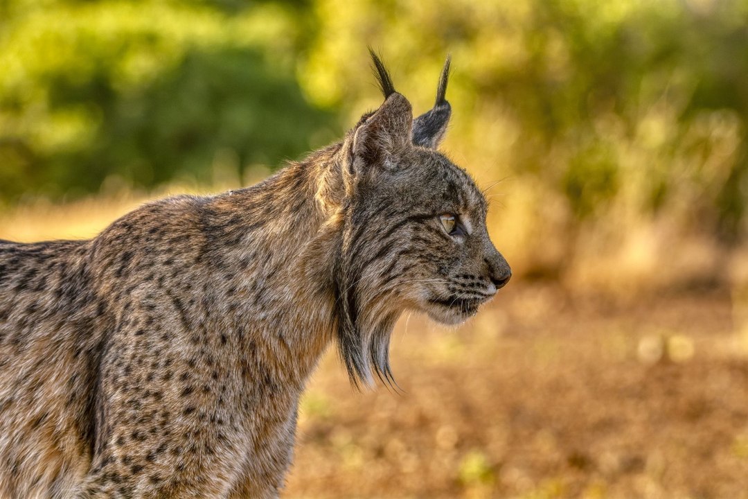 La salvaje batalla entre un ágil lince y violenta serpiente de cascabel