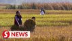 Rice harvest season in north China