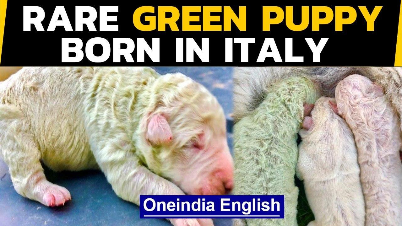 Italy: A rare green puppy named 'Pistachio' born, how did it happen | Oneindia News