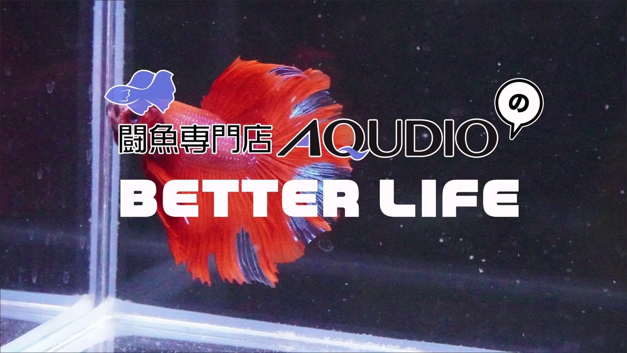 002ベタの飼い方 ベタ betta 熱帯魚 アクアリウム aquarium