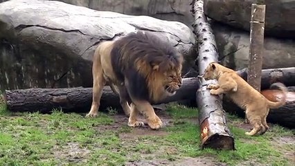 Lion Lion cubs meet dad