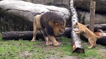 Lion Lion cubs meet dad