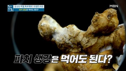 파치 생강은 먹어도 된다??