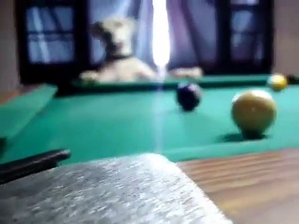 Ce chien joue incroyablement bien au billard