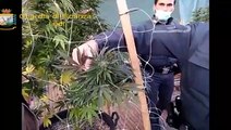 Lodi - Finta coltivazione di marijuana light nei guai due giovani (23.10.20)