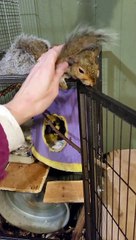 Smokey the Squirrel Loves to Be Petted