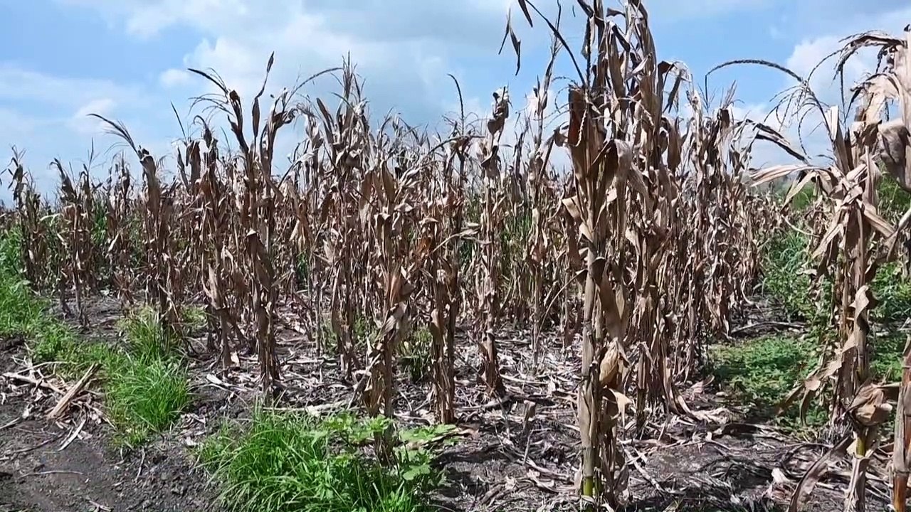 Hondurans lose their livelihoods as drought rav...