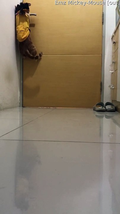 Clever Kitty Can Operate Door Handle