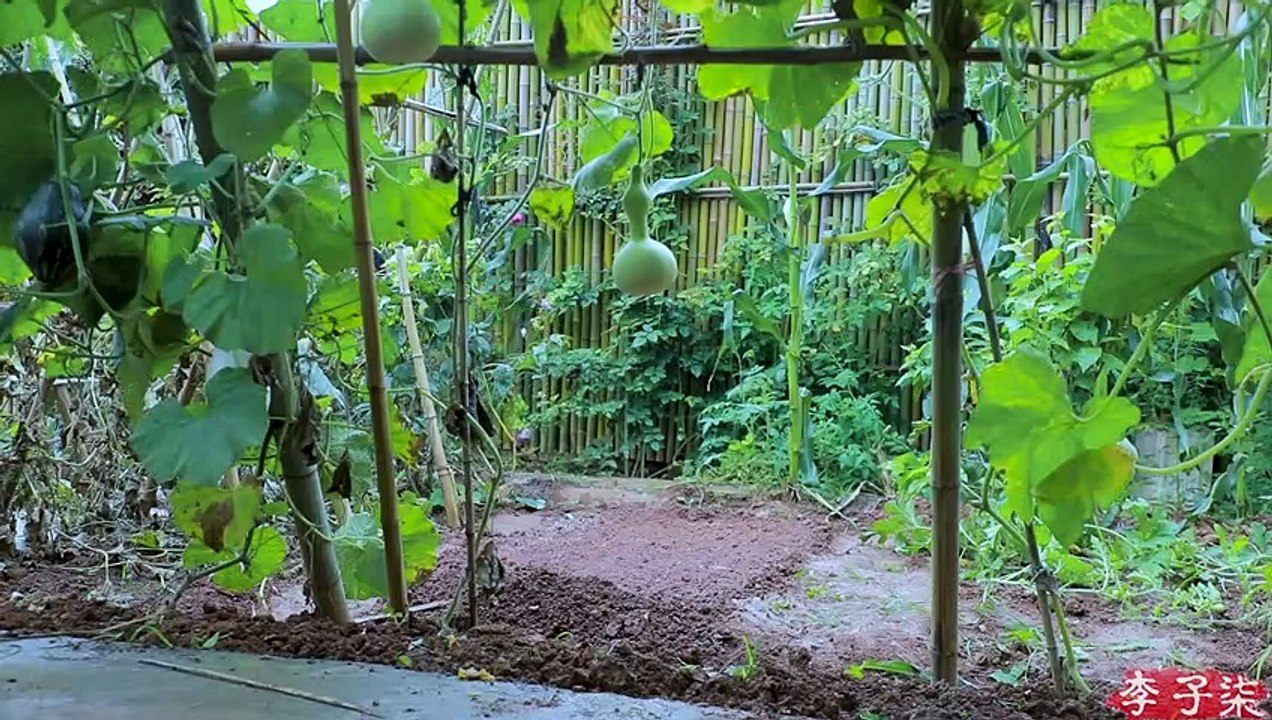 棉...棉花的一生，我保证下次想个新系列名字哈哈哈 The Purpose of Cotton丨Liziqi Channel