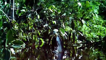 les zarbis animaux intellos