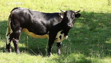 EU agriculture reform pits farmers against environmentalists