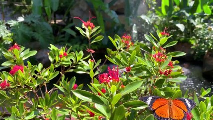 Oh Butterfly Butterfly!!