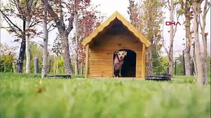 Emine Erdoğan'ın sahiplendiği 'Leblebi', Külliye bahçesinde