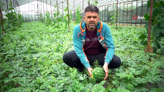 Döllenmesi İçin Bal Arısı Kullanılan Karpuzun Kilogramı 5 TL'den Satılıyor