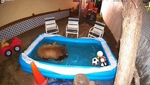 Bear Goes to Pool to Keep Cool