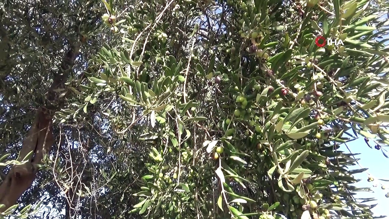 Zeytinde Erken Hasad, Yüksek Kalite, Daha Yüksek Fiyat Demek