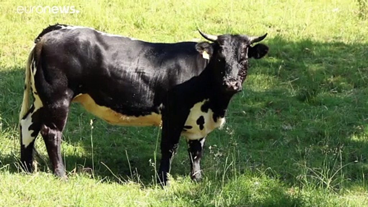 Agrar-kompromiss im eu-parlament