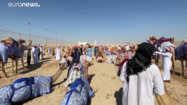 В Катаре возобновились верблюжьи бега