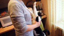 cat loves hugs - this cat loves hugs