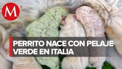 Nace perrito de color verde en Italia; así luce el sorprendente 'Pistacho'