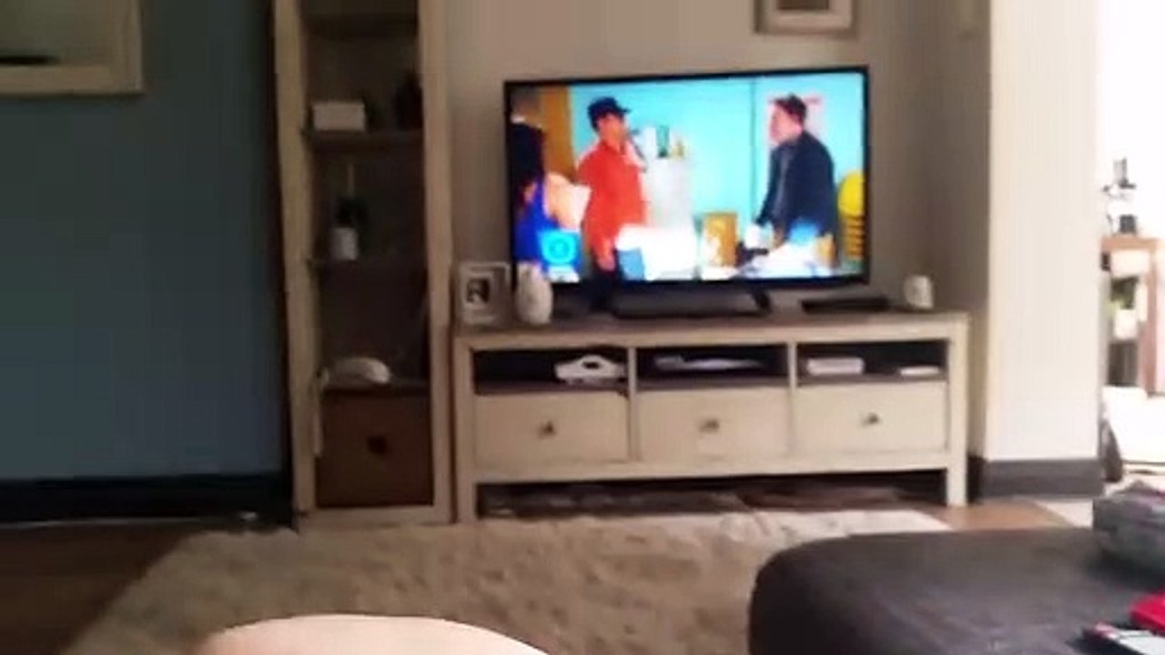 cat answers telephone - fred the cat answering the phone - gato atendendo o telefone