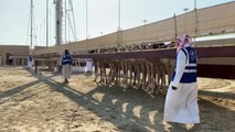 الجمال تعود إلى مضمار السباق في قطر بعد توقف بسبب الوباء