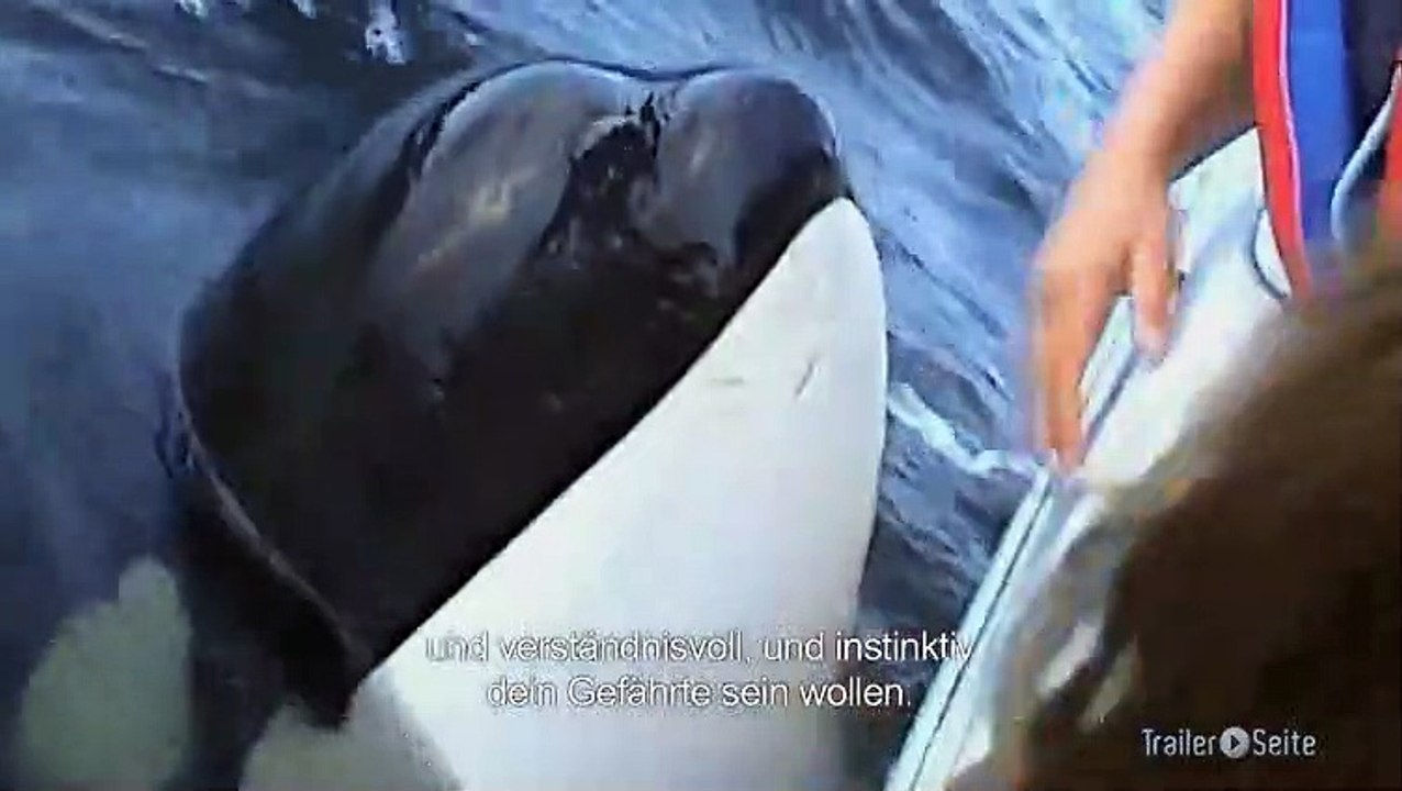 Ausschnitt aus Blackfish: Sozialverhalten