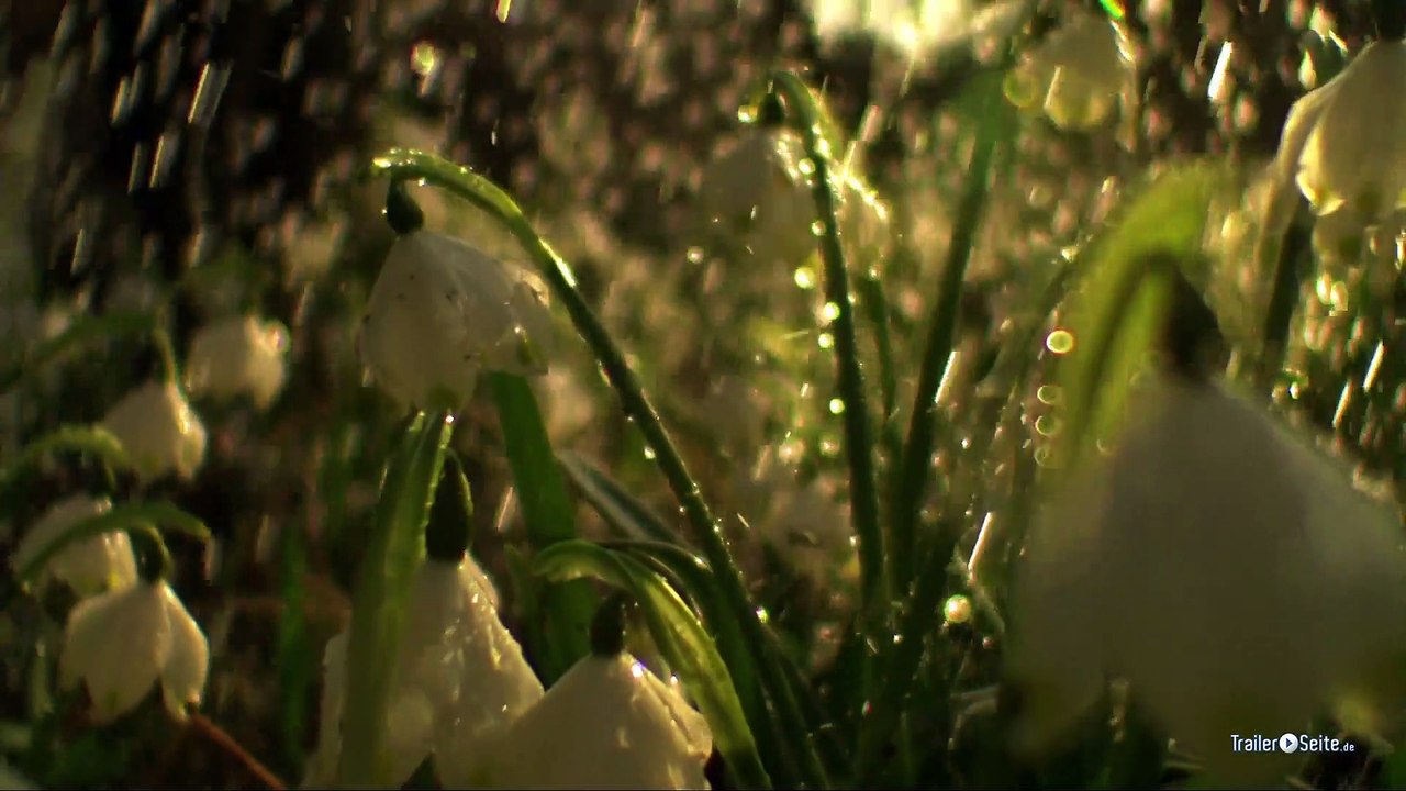 Das Grüne Wunder Trailer (2012)