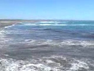 Colonie de pingouins à Punta Tombo, Argentine