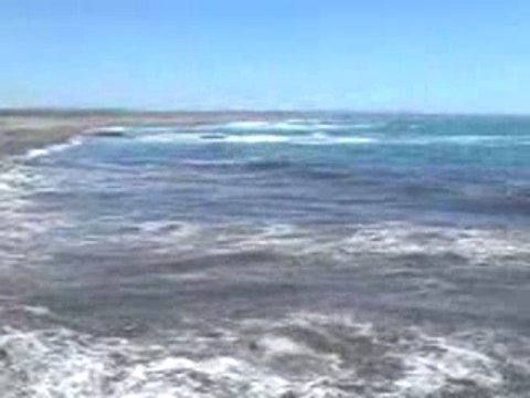 Colonie de pingouins à Punta Tombo, Argentine