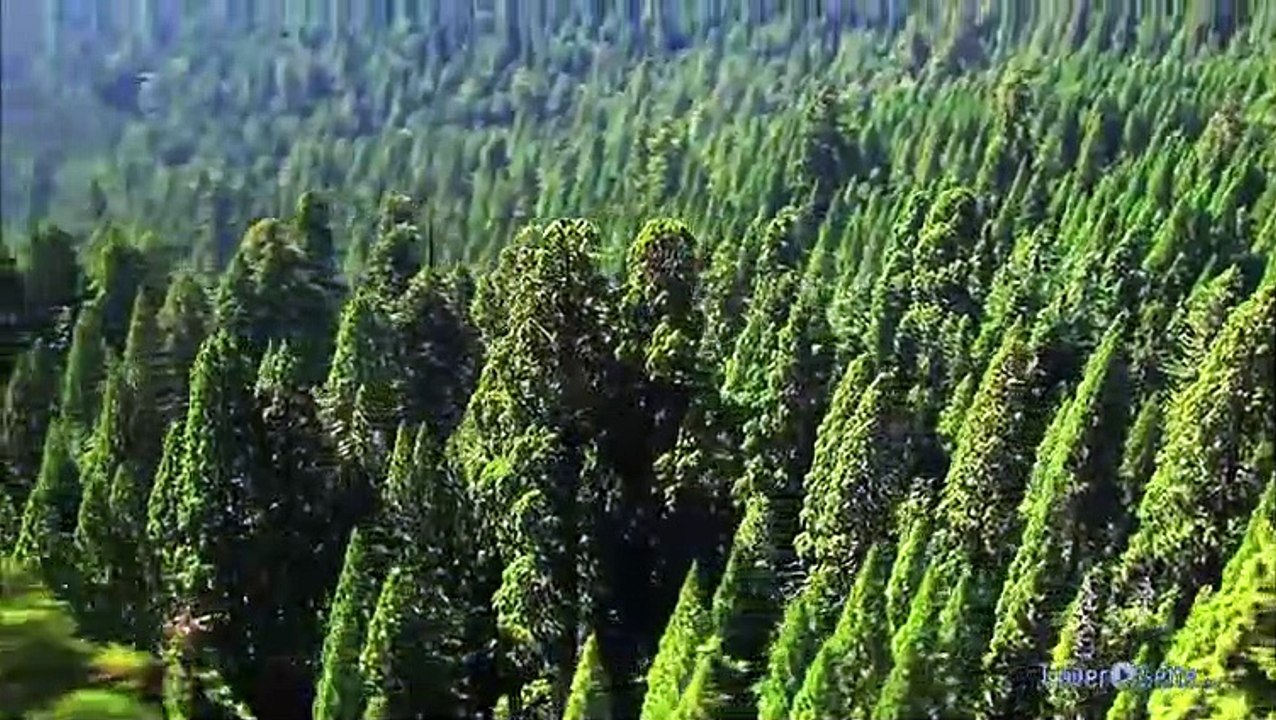 Pflanzenwelten Trailer (2012)