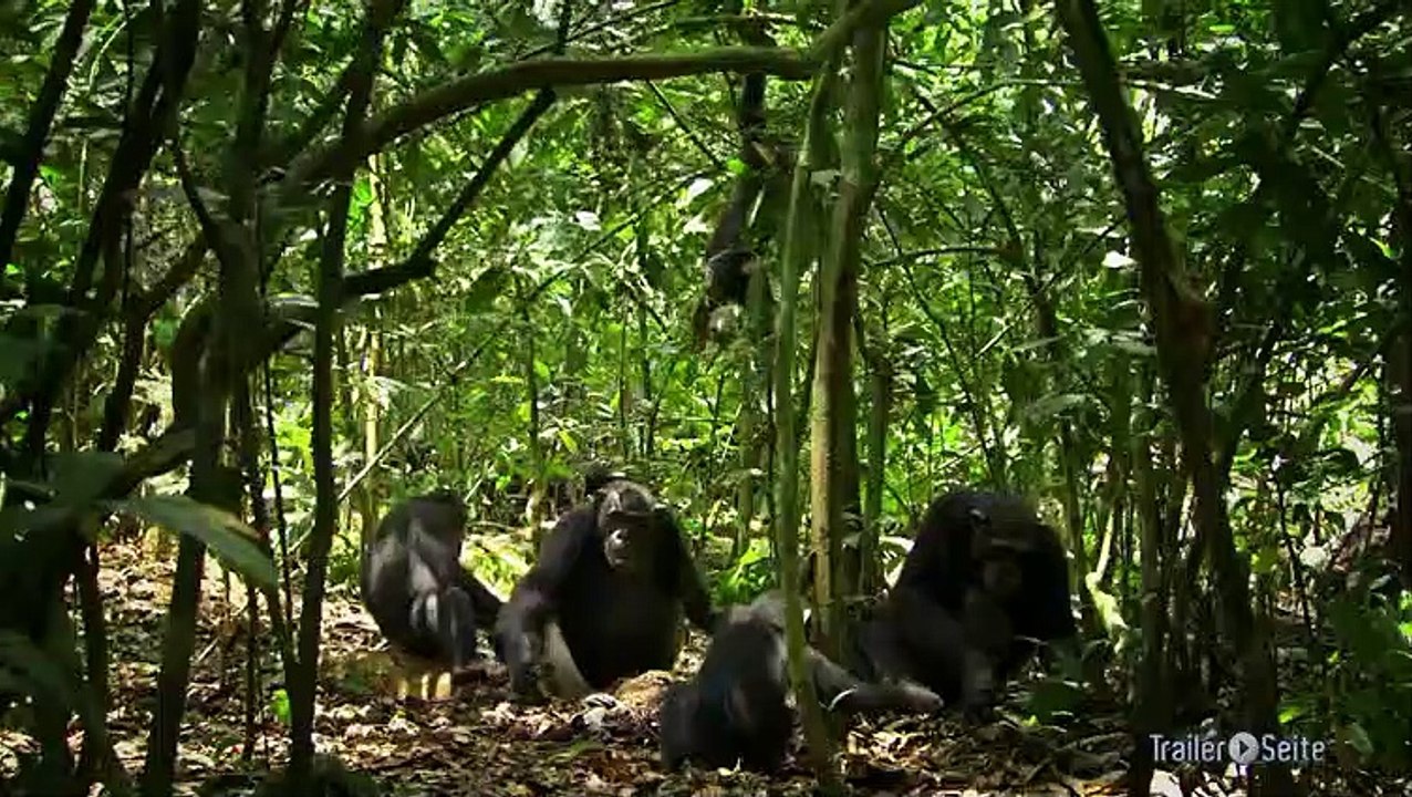 Die Story im Disney Film Schimpansen