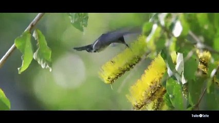 Das Geheimnis Der Bäume Trailer (2014)