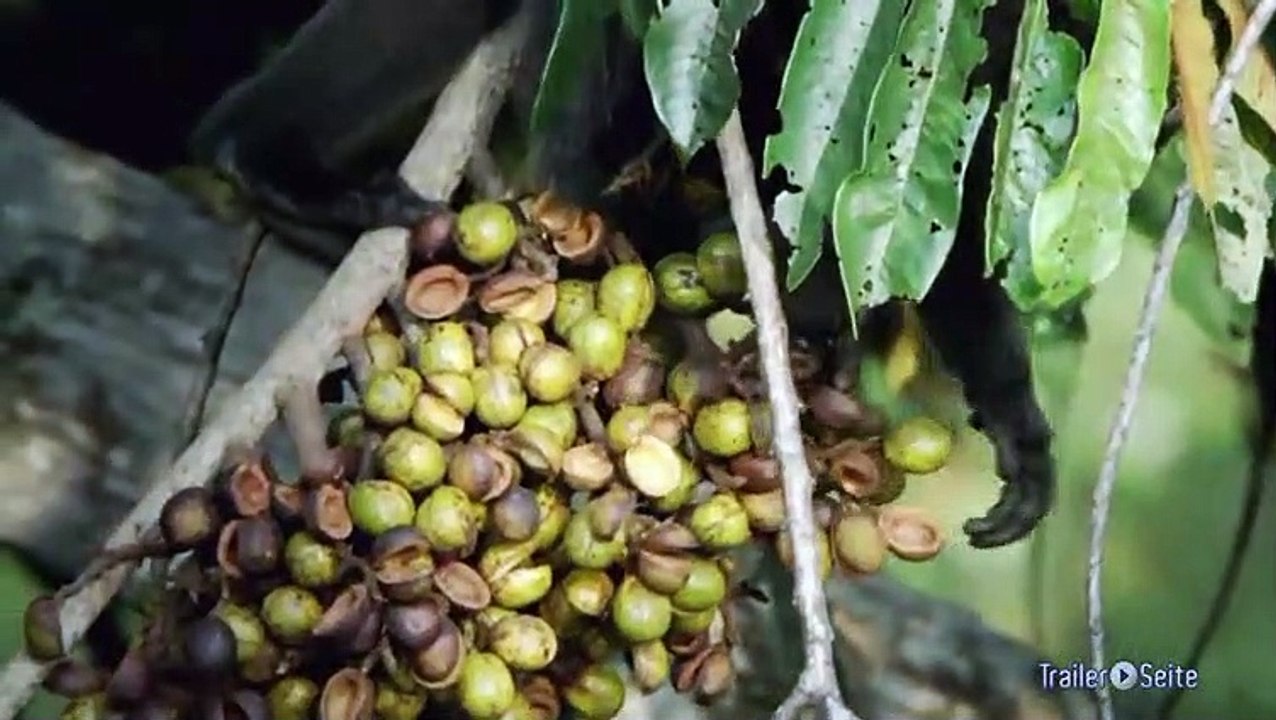 Ausschnitt aus Das Geheimnis der Bäume: Festschmaus