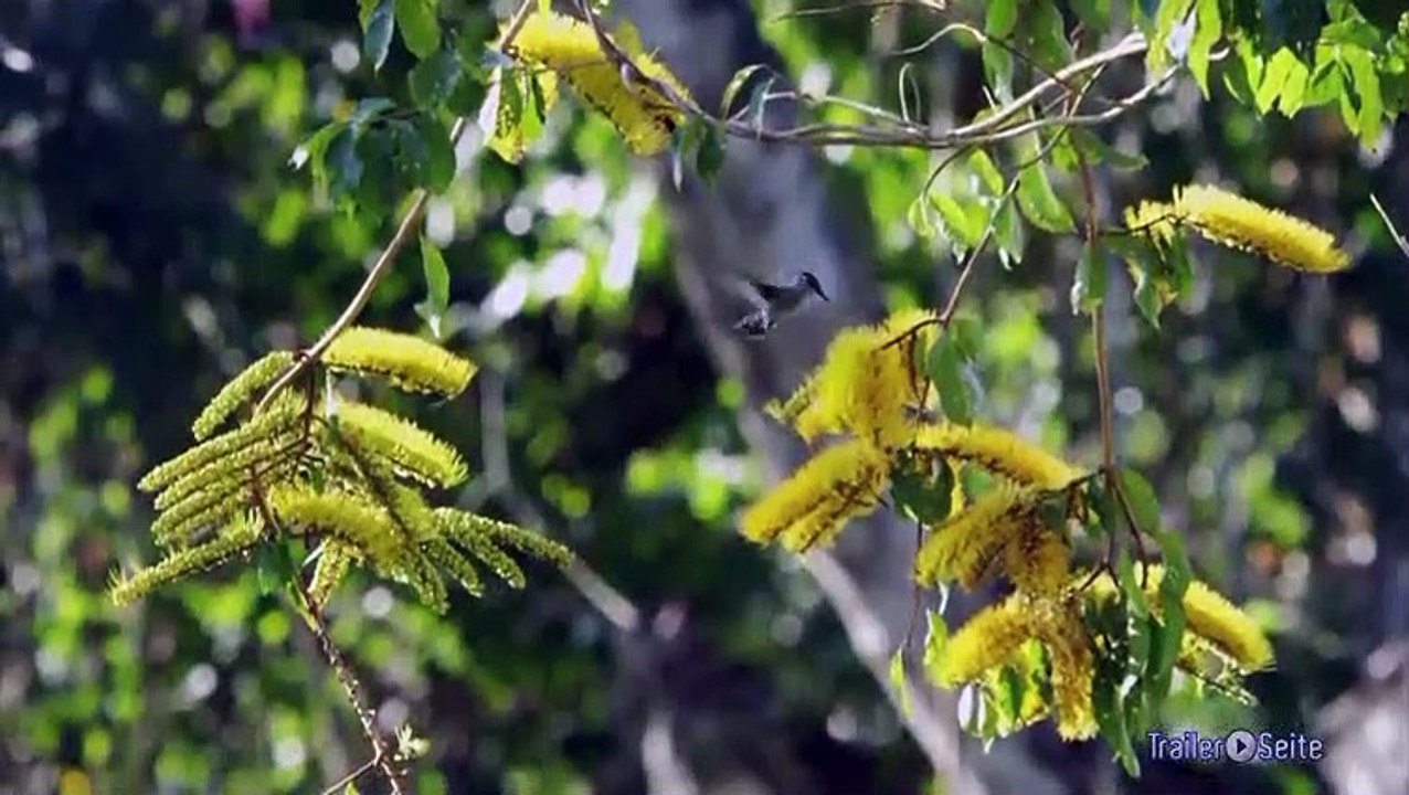 Ausschnitt aus Das Geheimnis der Bäume: Liebesakt
