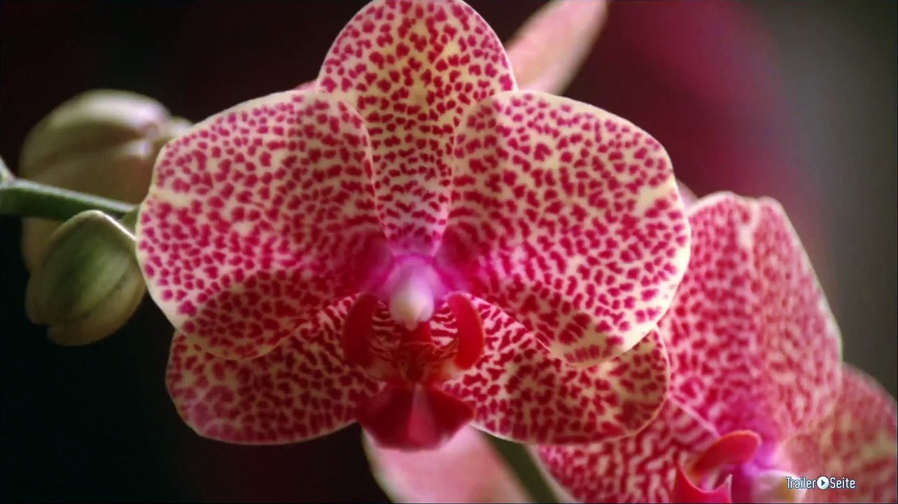 Plötzlich Gigolo Trailer (2014)