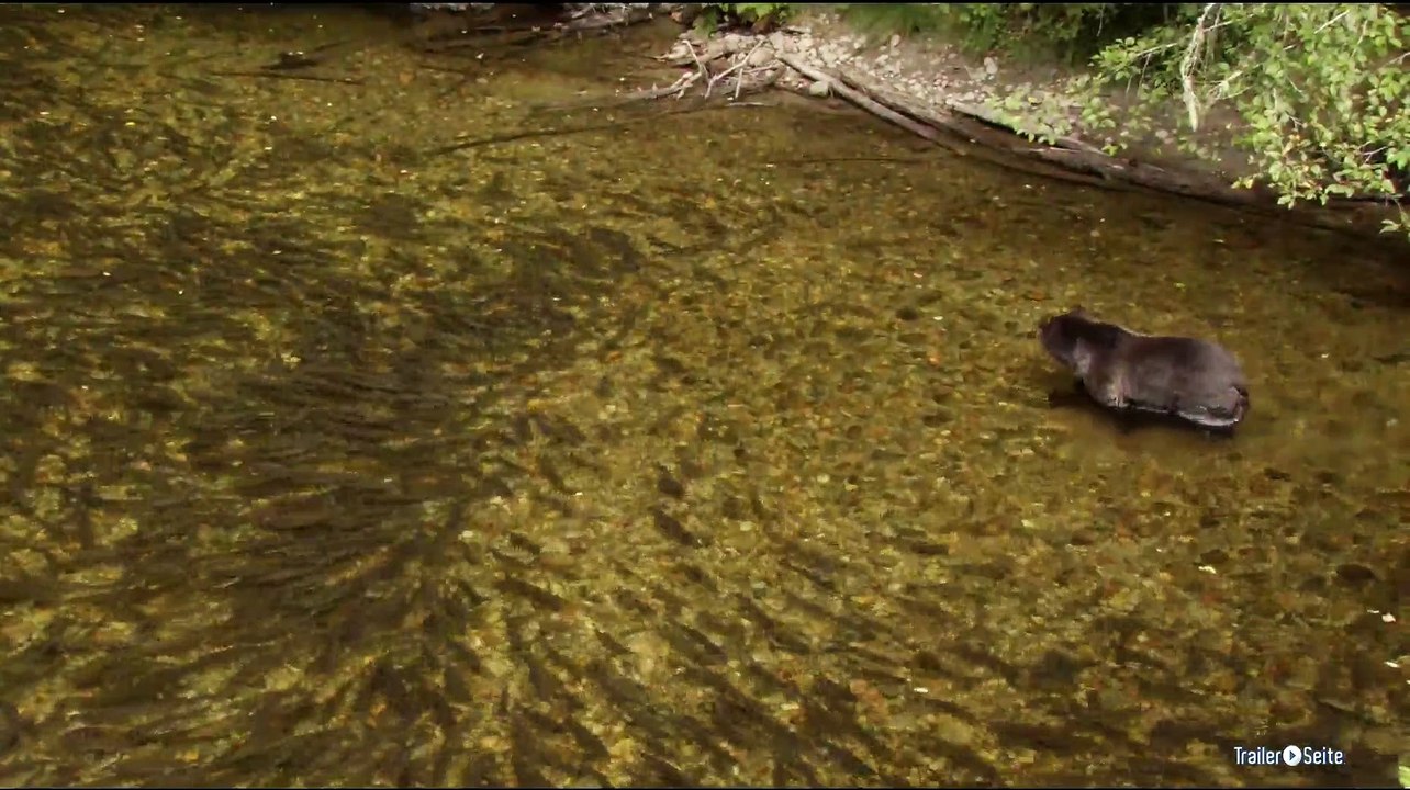 Bären Trailer (2014)