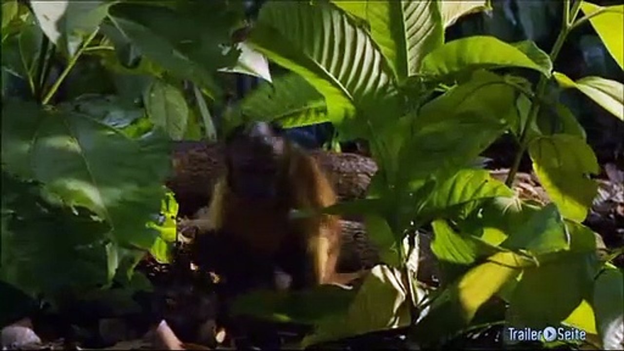 Ausschnitt aus Amazonia: Die Anaconda