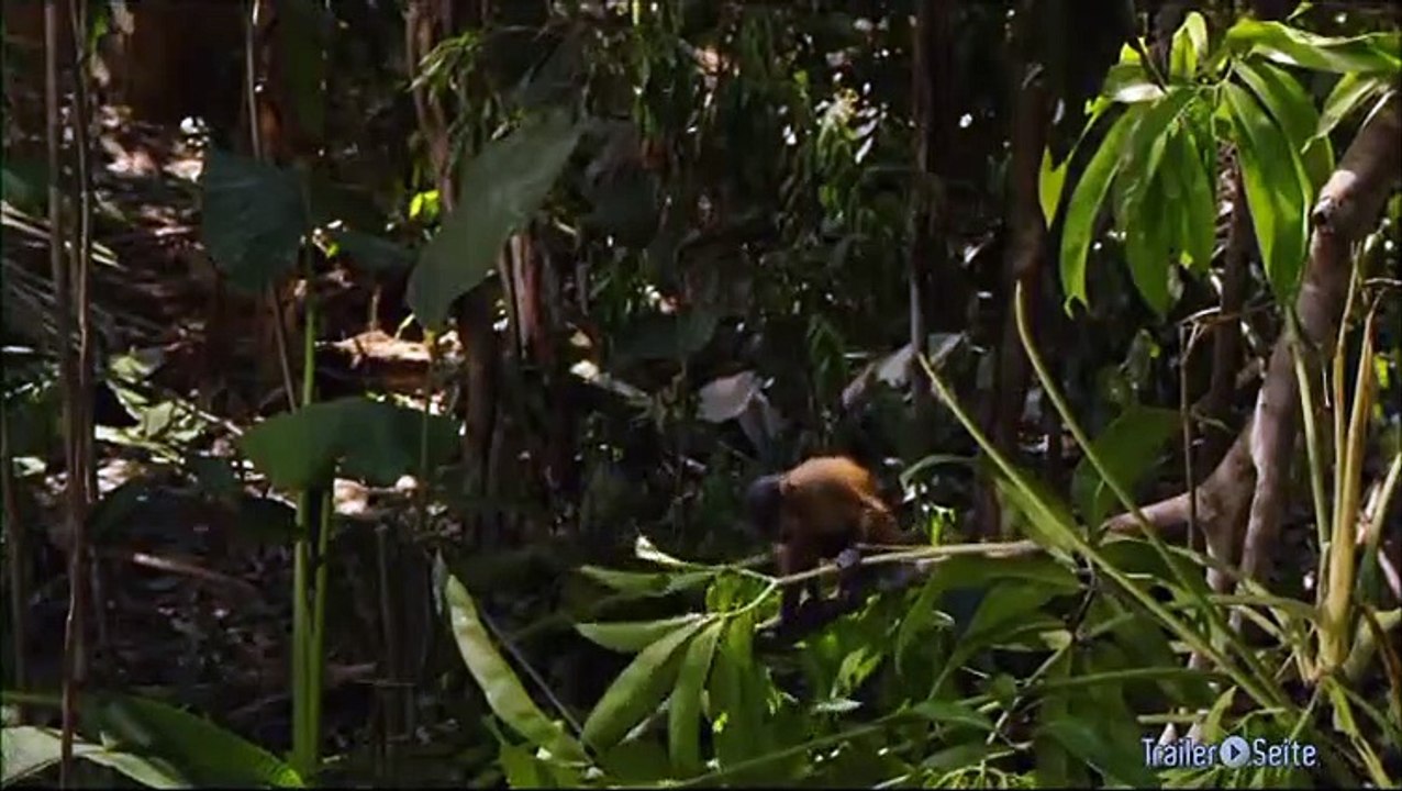 Ausschnitt aus Amazonia: Die Harpyie