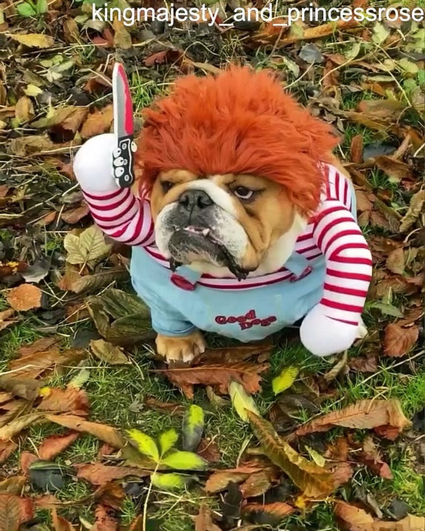 Chucky French Bulldog
