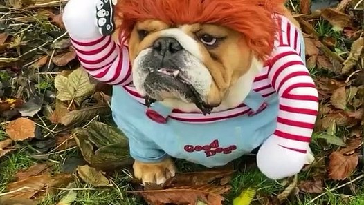 bulldog in a chucky costume