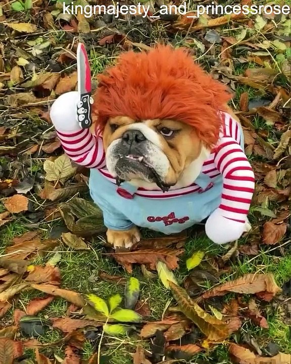 Bulldog Dressed as Chucky Coming For You video Dailymotion