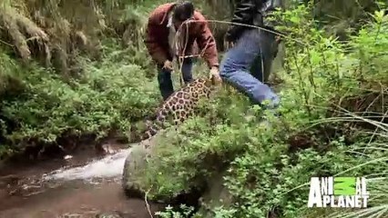 Il balade son jaguar de compagnie... Animal magnifique