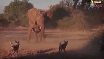 شاهد كيف دافعت الفيل عن صغارها عندما حاولت الكلاب البرية افتراسها في عالم الحيوانات المفترسة
