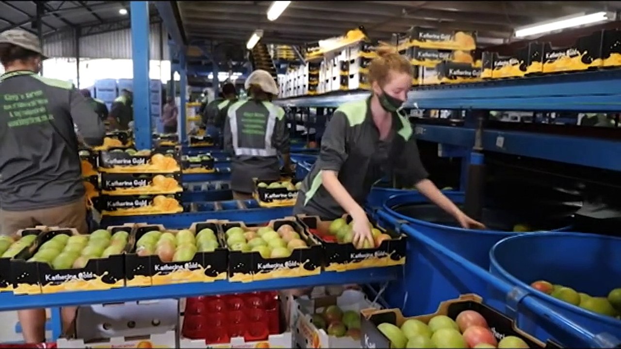 NT mango growers going to extraordinary measure...